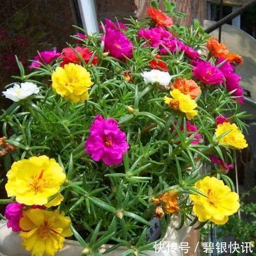 养花|家里养这5种花,怎么折腾也不死,养一盆爆一盆,懒人也合适