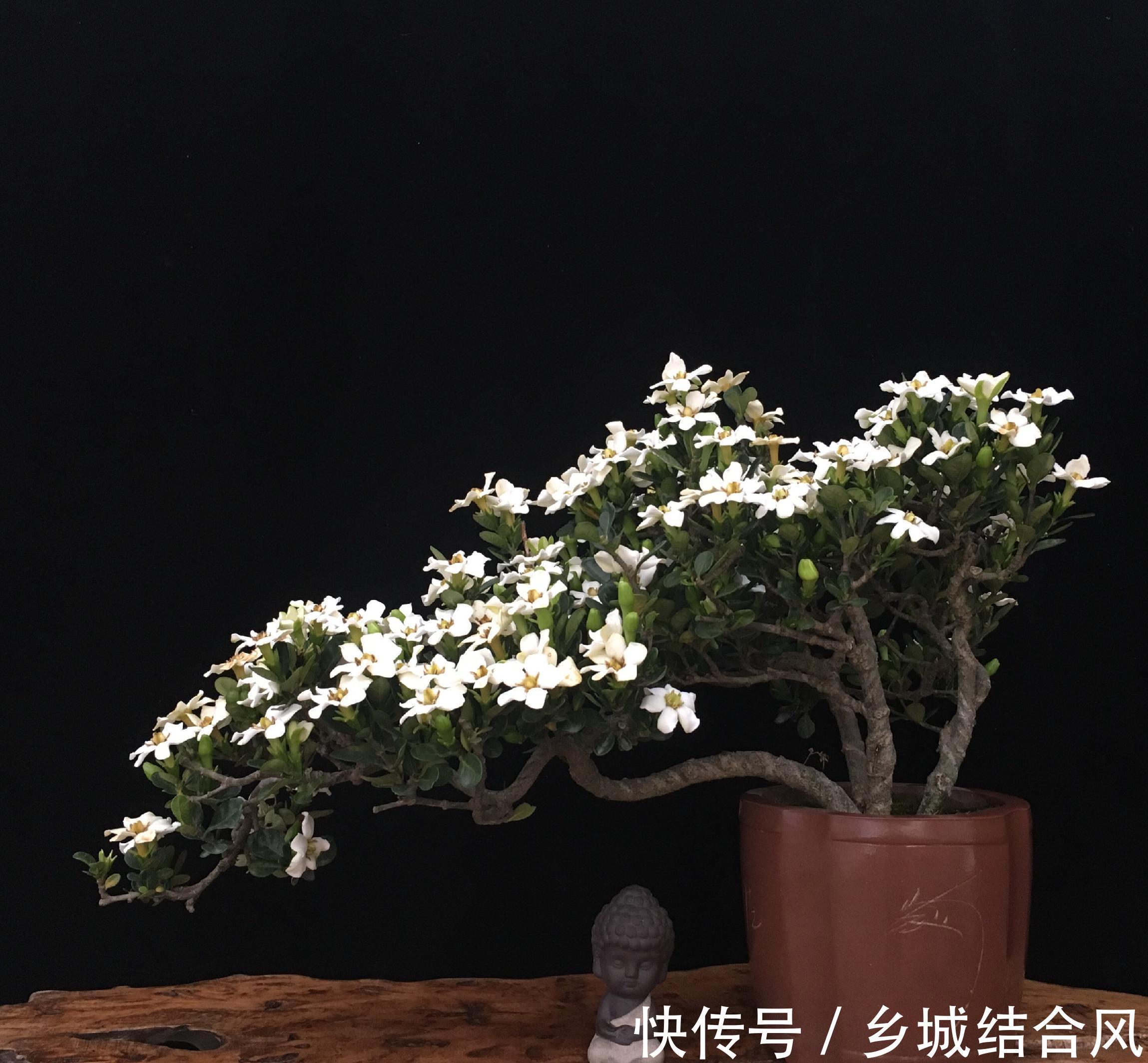 6种“小盆景”,越小越值钱,客厅养一盆,能香上几十年