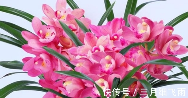 生活环境|建议每位养花人:阳台养花首选“香水之花”,花香浓郁、休养身心