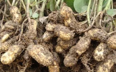 食物|吃完花生一小时内，不能碰以下食物，很多人还不清楚，早知早受益