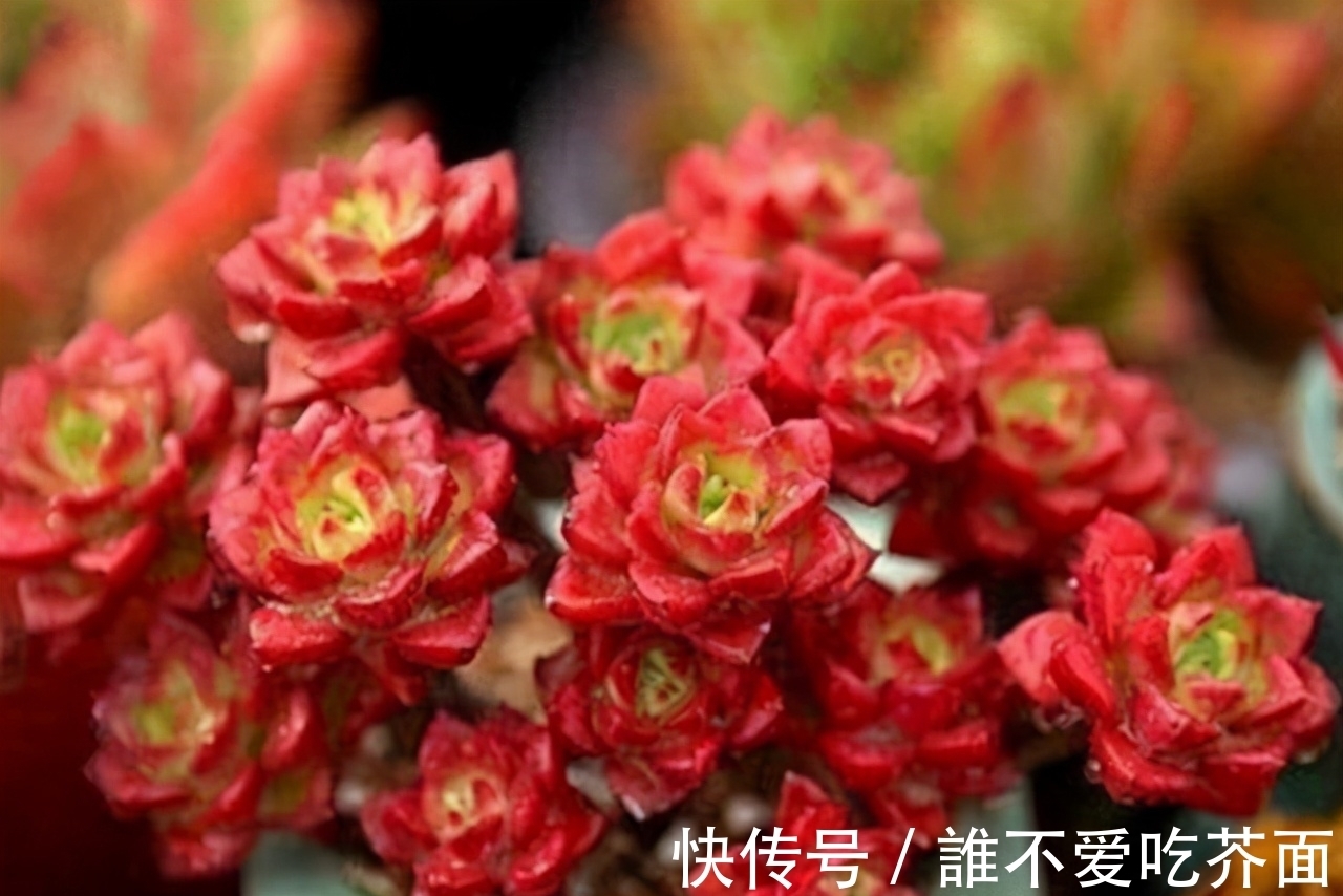 根系|多肉有“三怕”,入冬养护要避开,猛蹿芽冒新根,憋成群生肉墩子