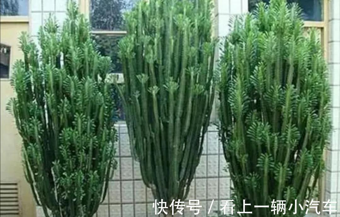 3种耐旱花,长得高大,美观大方,还能招财镇宅!