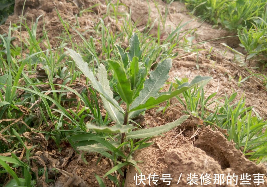 叶子|若长在您家房前屋后,记得采叶子就好,请别挖根,价值真的好珍贵