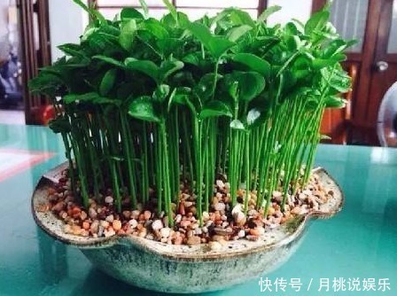 龙眼核|这几种常见水果吃完后核不要扔,不然亏大了,7天长成美丽盆栽