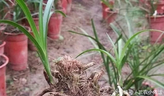 雨水|内炼一口气，不接触土壤都能生根，兰花原来是这么生长的