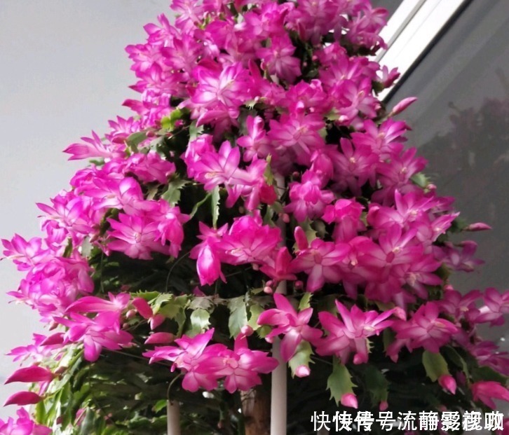 蟹爪兰爱吃“糖”，7天1次，花苞冒出来，满盆都是大花朵！