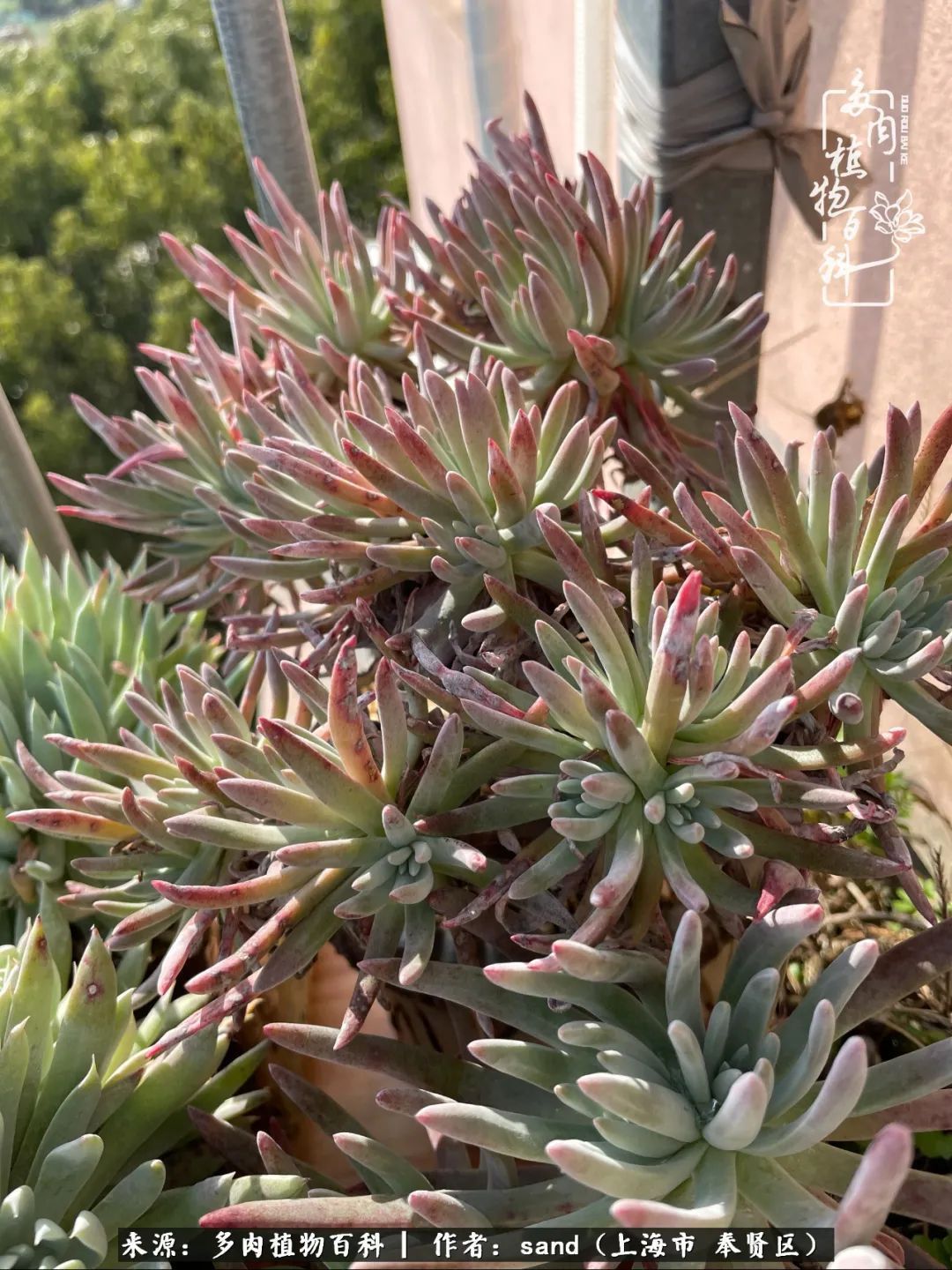 带着200多盆多肉,三个月搬两次家,是一种怎样的体验