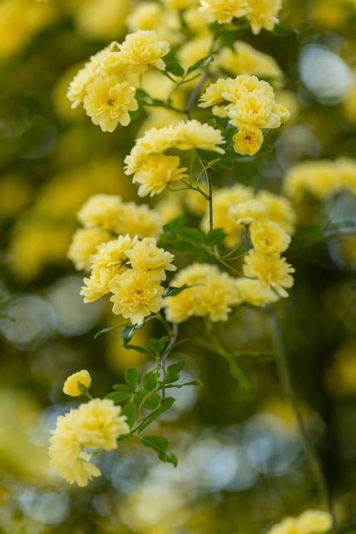 看完文章才知道,中国月季不止今天的美丽,还有辉煌的曾经