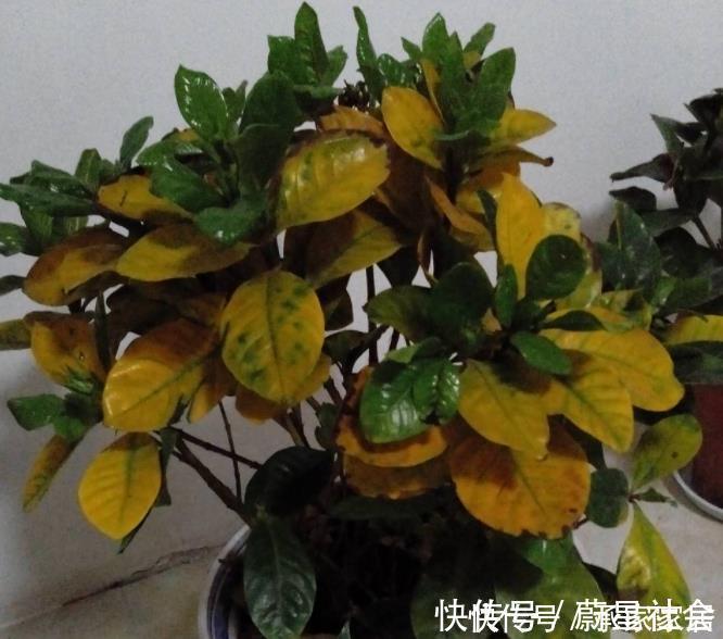 碰到这4种花再漂亮也别买,因为花钱买回来只会给自己“添堵”