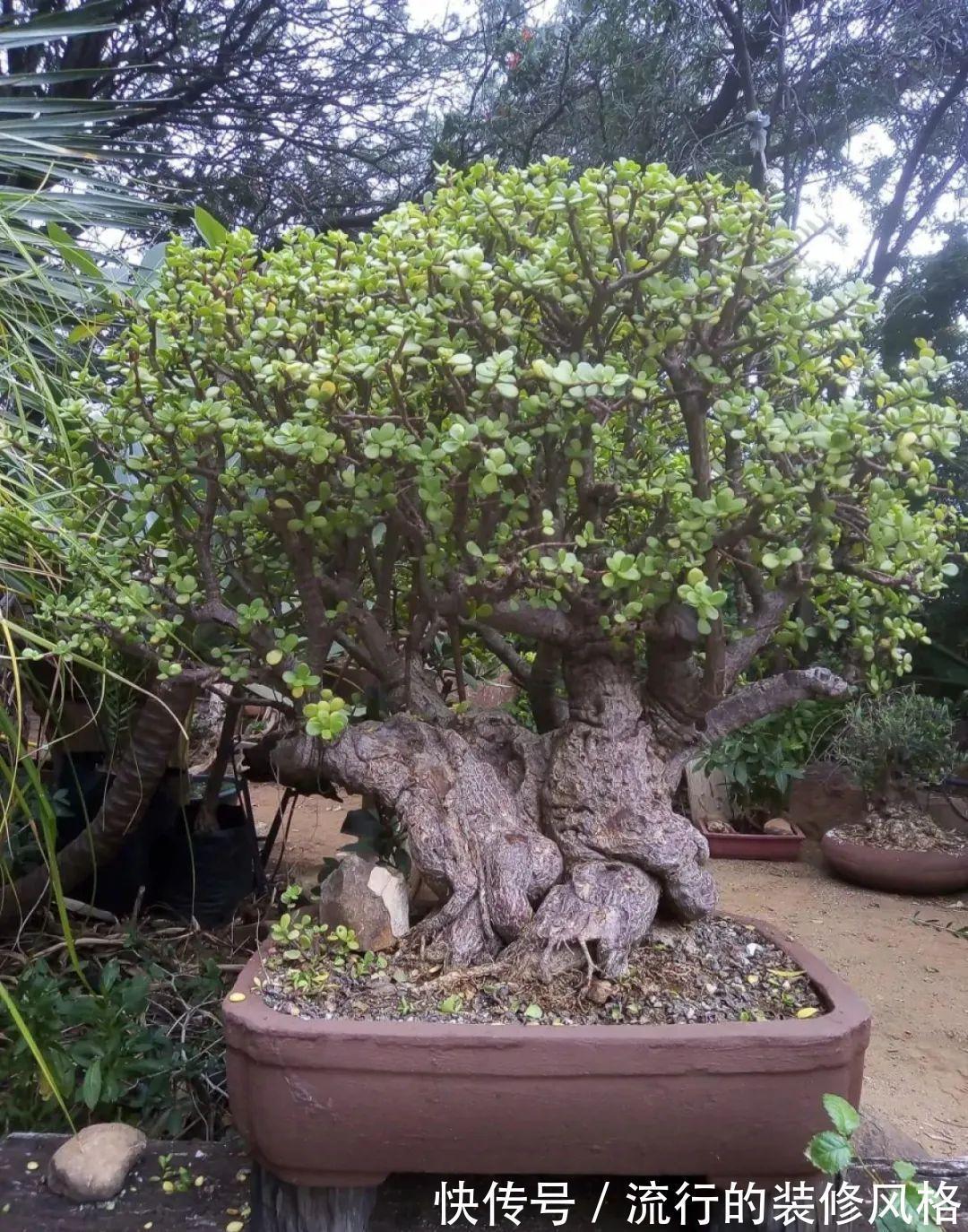 这花就要养老桩，年年开花，越老越值钱