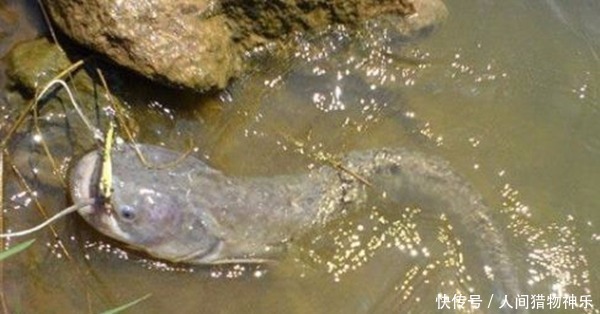 手竿钓鲶鱼,这种钓法才够狠,不愁不上鱼,渔获轻松翻几倍