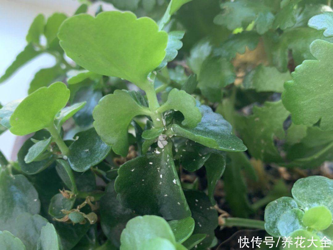 月季|养花“黑名单”实在太难养，心累
