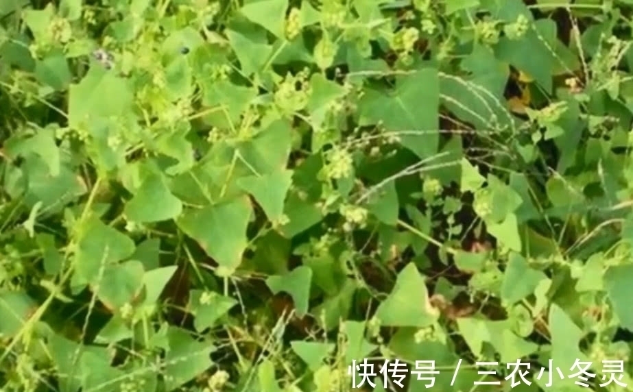 药用价值|这种霸气的野草,蛇见了要绕道走,农民叫它“蛇娘舅”,你见过吗