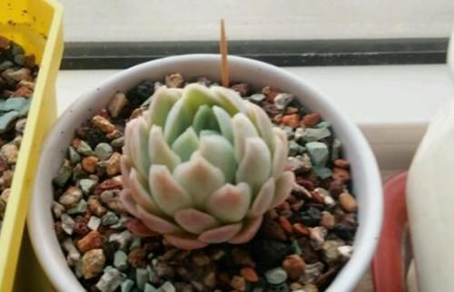 事项|新手养多肉有哪些注意事项?我总结了5点,掌握好就能养好多肉了