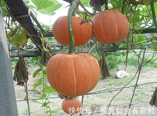 菠菜|女人体重上了120斤常吃几种碱性食物，有助于减肥