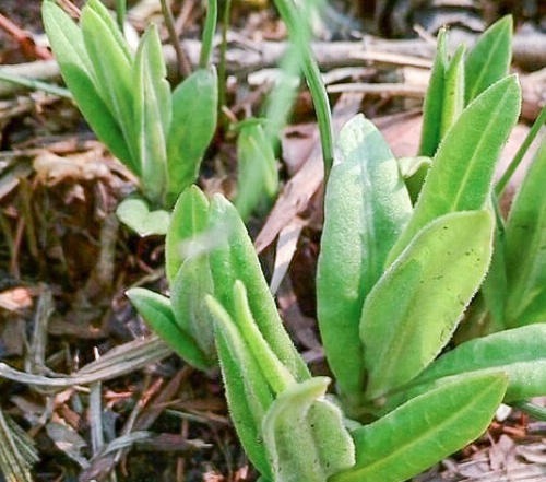 三叶芹|农村田间地头常见6种野菜,鲜美可口,营养丰富,谁吃谁“长寿”