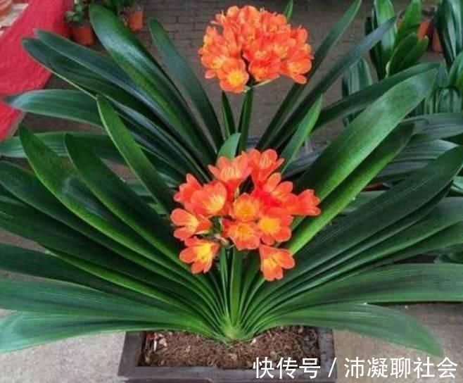 家养5种旺运花,富贵好运财源滚滚来,懂花的人都在养