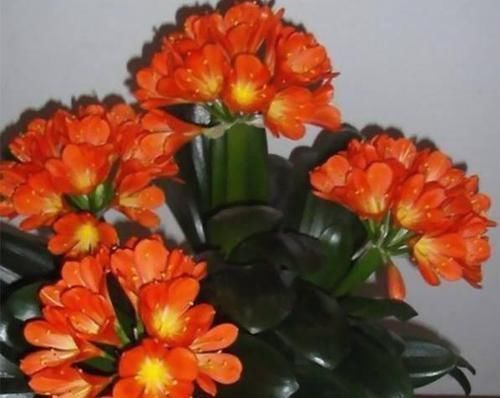 君子兰什么时候换盆好?掐准时间,“憋”满花芽