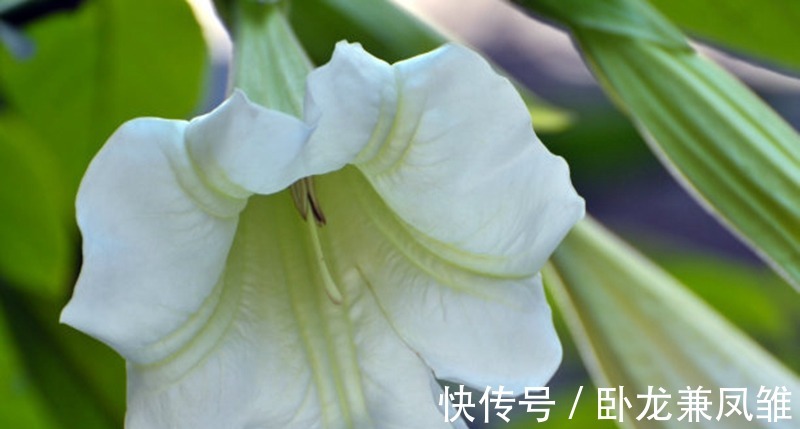 观赏|这样剪一剪,幸福树枝叶茂密绿油油,提高观赏效果!