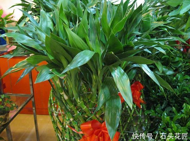 开花|养了10年富贵竹,今年开了“富贵花”,做到“4点”你家的也能开