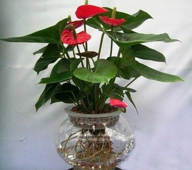 4种“药”过期,牢记“不能扔”,全是养花宝贝,肥效强10倍