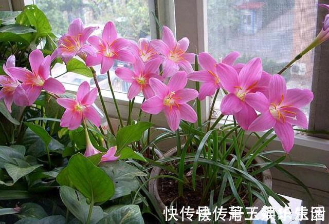 花色|客厅别养“10种花”,虽然很漂亮,却是不利于健康的“危险花”