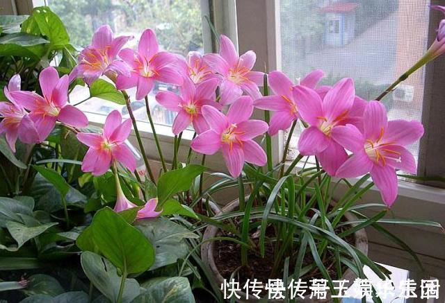 花色|客厅别养“10种花”，虽然很漂亮，却是不利于健康的“危险花”