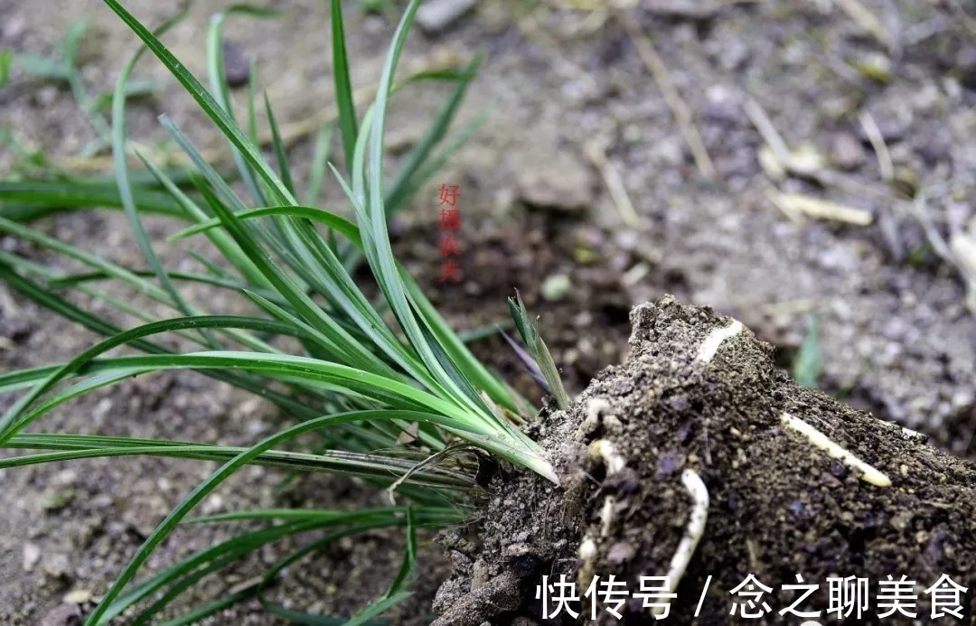梅雨季节|梅雨季节室外养兰花,如何有效避免烂根?这个技巧值得收藏