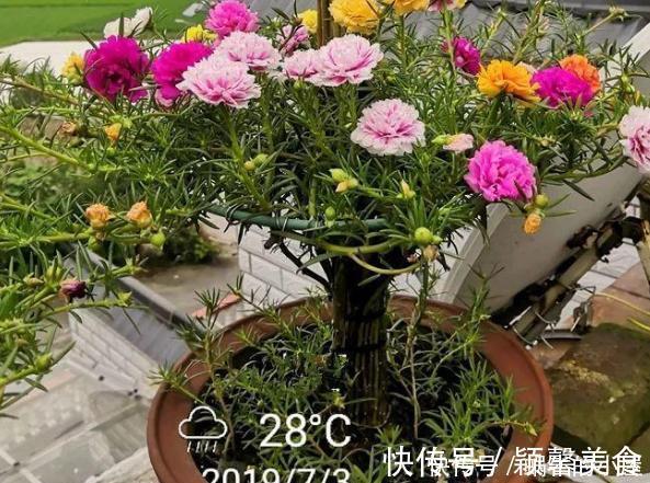 花卉|懂行的人冬天坚决不买三种花,冬天都不会买,白给也不要