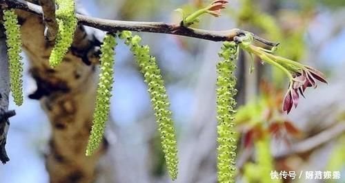 桃花|长在树上无人识,晒干了58元一斤,人人说不老菜,市场上面很少