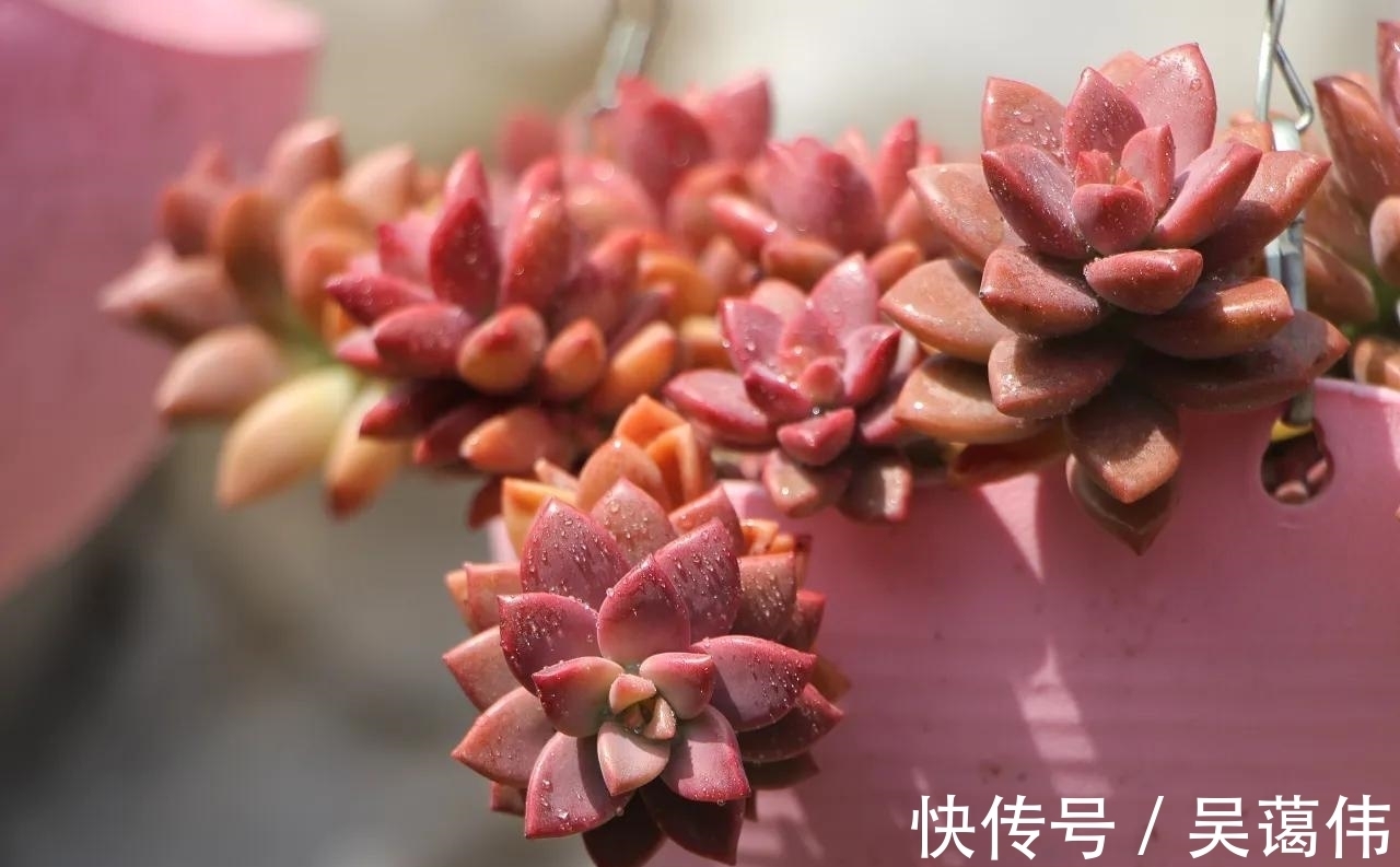 多肉姬胧月,虽然已经沦为赠品,但是养出状态金不换