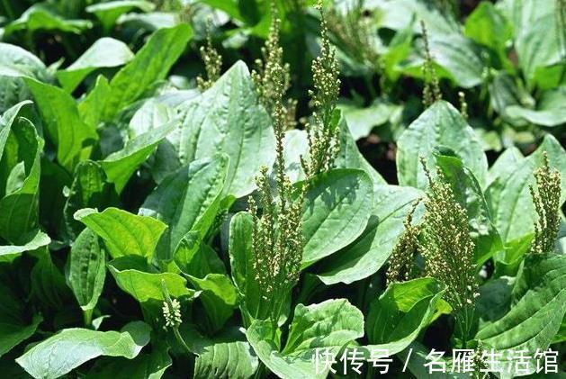 功效|体内有湿气排不出,常吃以下8样天然小食材,助你排出湿毒一身轻