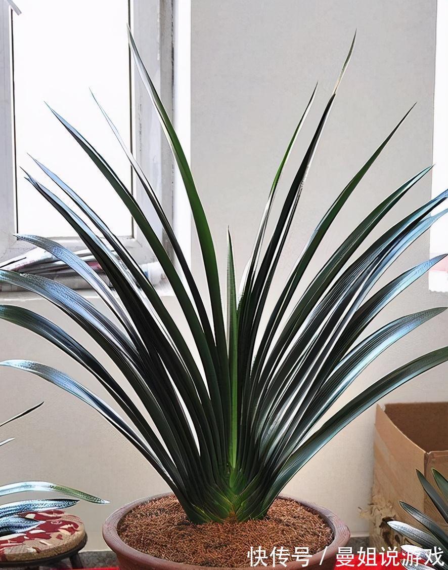 6大“富贵花”,能养几十年,花大雍容又华丽,能养成“传家宝”