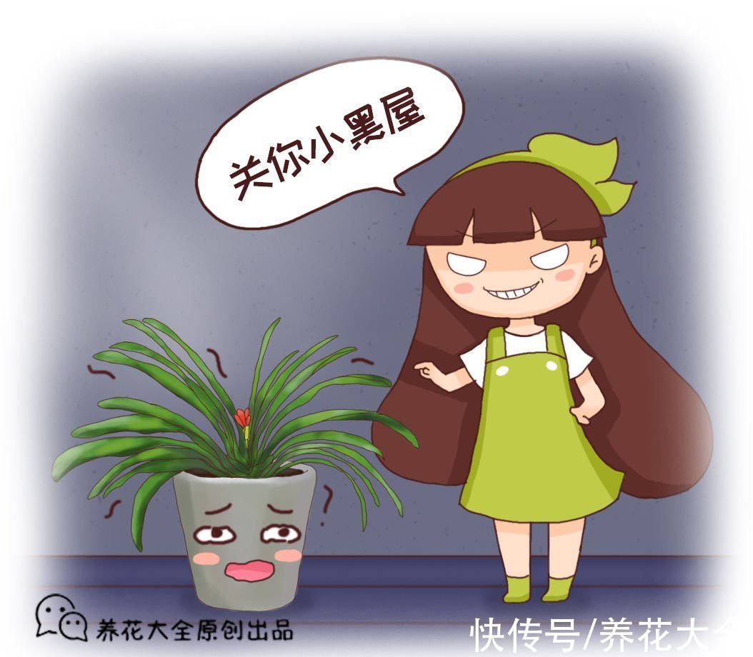 认清君子兰“2个信号”，花箭嗖嗖向外拔，开春就呼呼开花