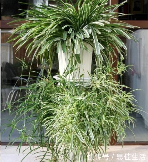 这10种花超级怕冷，再不搬进屋，小心只剩下盆了