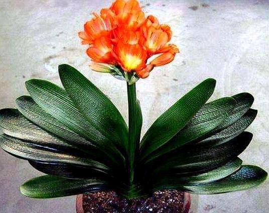 养君子兰，用这“几种”小方法，叶片整齐油绿，新叶呼呼长