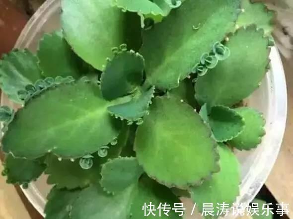 大和锦|多肉长残的照片,看一次笑一次,根治各种抑郁