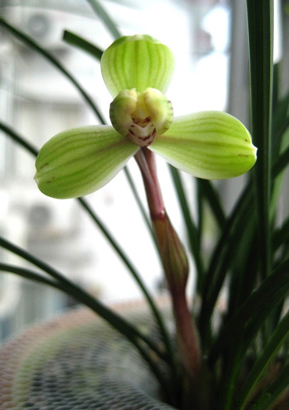 喜欢菊花，不如养盆“菊中奇品”汴梁腾云，似金光灿灿，鲜艳烂漫