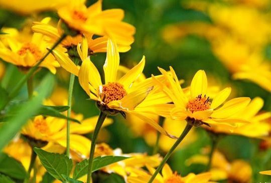 春天就养此款植物,呼出氧气,净化空气,促进睡眠!