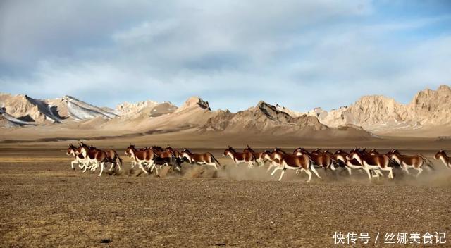 羌塘最惨烈的一次穿越，115人进入仅7人生还