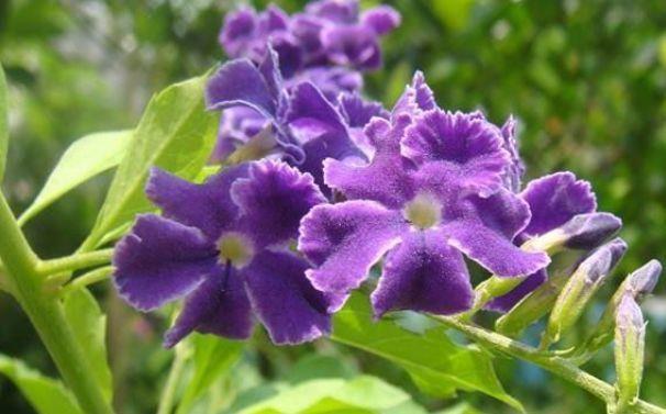 丽花|7月8日开始,养花试试这几款,疯狂开花,花开繁盛花香怡人