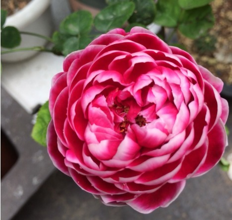 喜欢菊花,不如养盆精品月季玛丽玫瑰,多季开花,简单打理开满阳