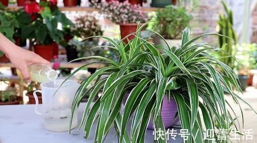 最厉害的养花营养液：给花喝一勺，新叶嗖嗖长，花苞蹭蹭长！