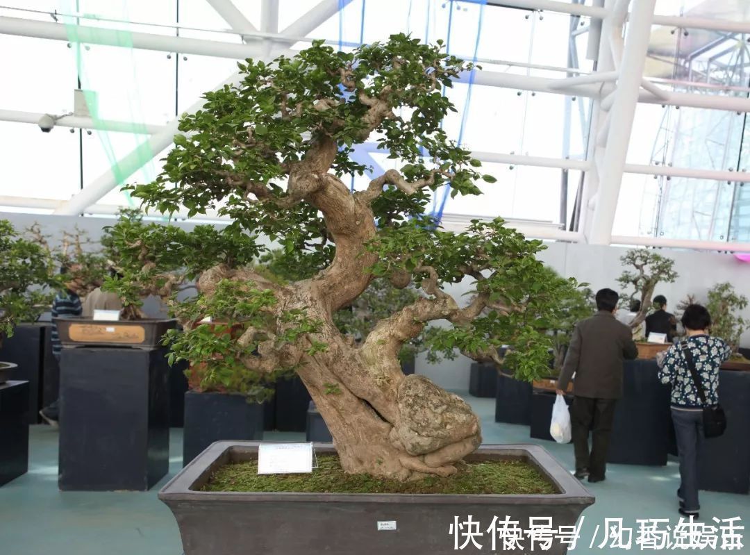 三角梅盆景制作6步曲，看懂了自己也能做出精美绝伦的三角梅盆景