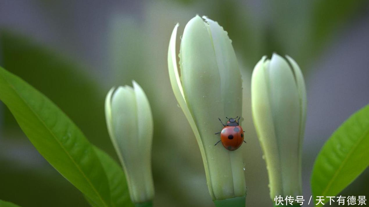 4种香味超然的花卉,家里养几盆,改善家居空气