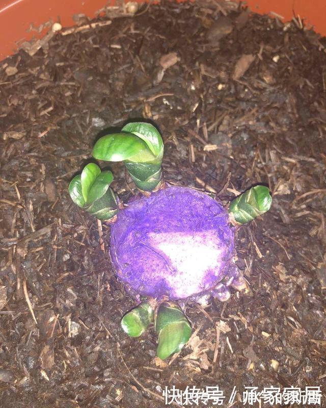 养护|李大姐养君子兰,开春切一刀,养60天,冒出9个芽,要爆盆了