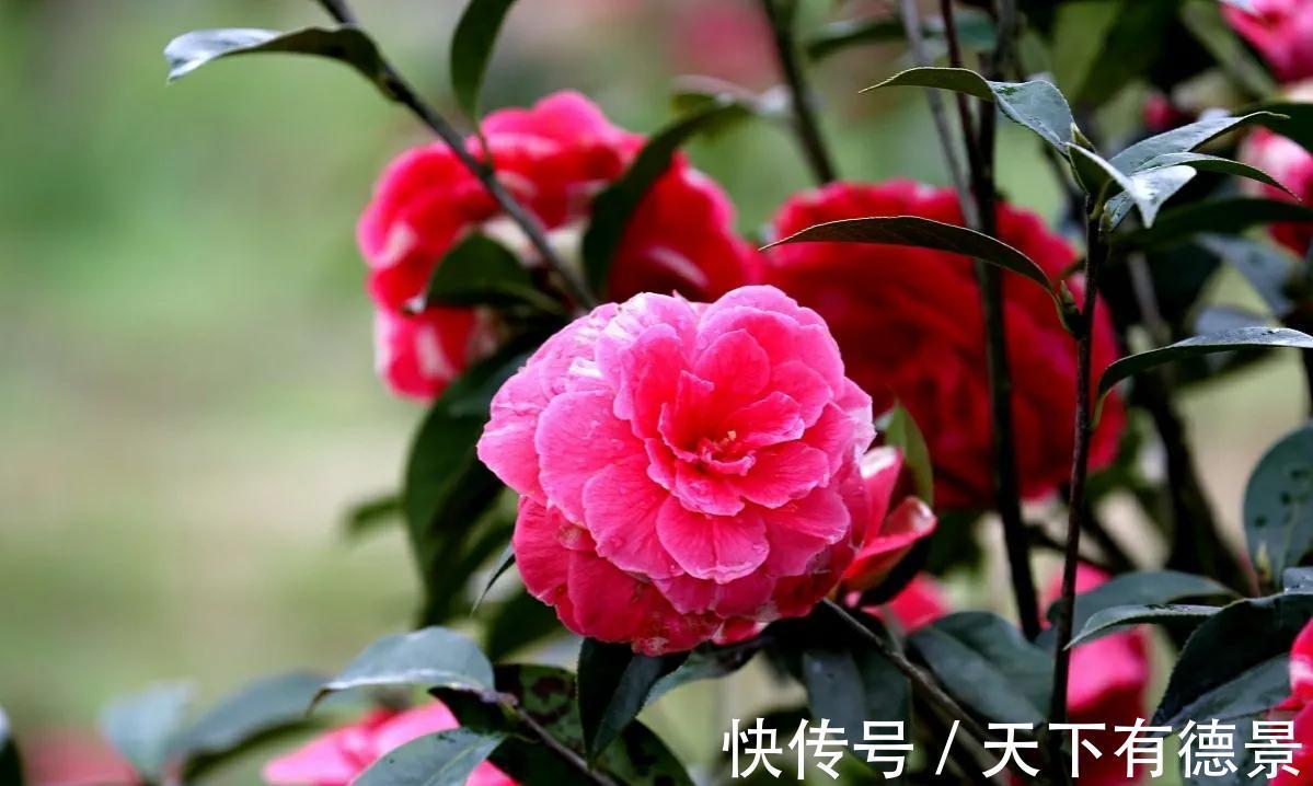 养殖|家里养上3种“吉祥花”,吉祥富贵又喜庆,颜值还都很高