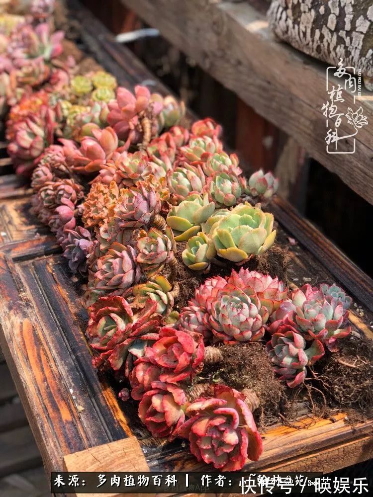 多肉花园梦青春正好,梦想趁早,别坐等自己变老!