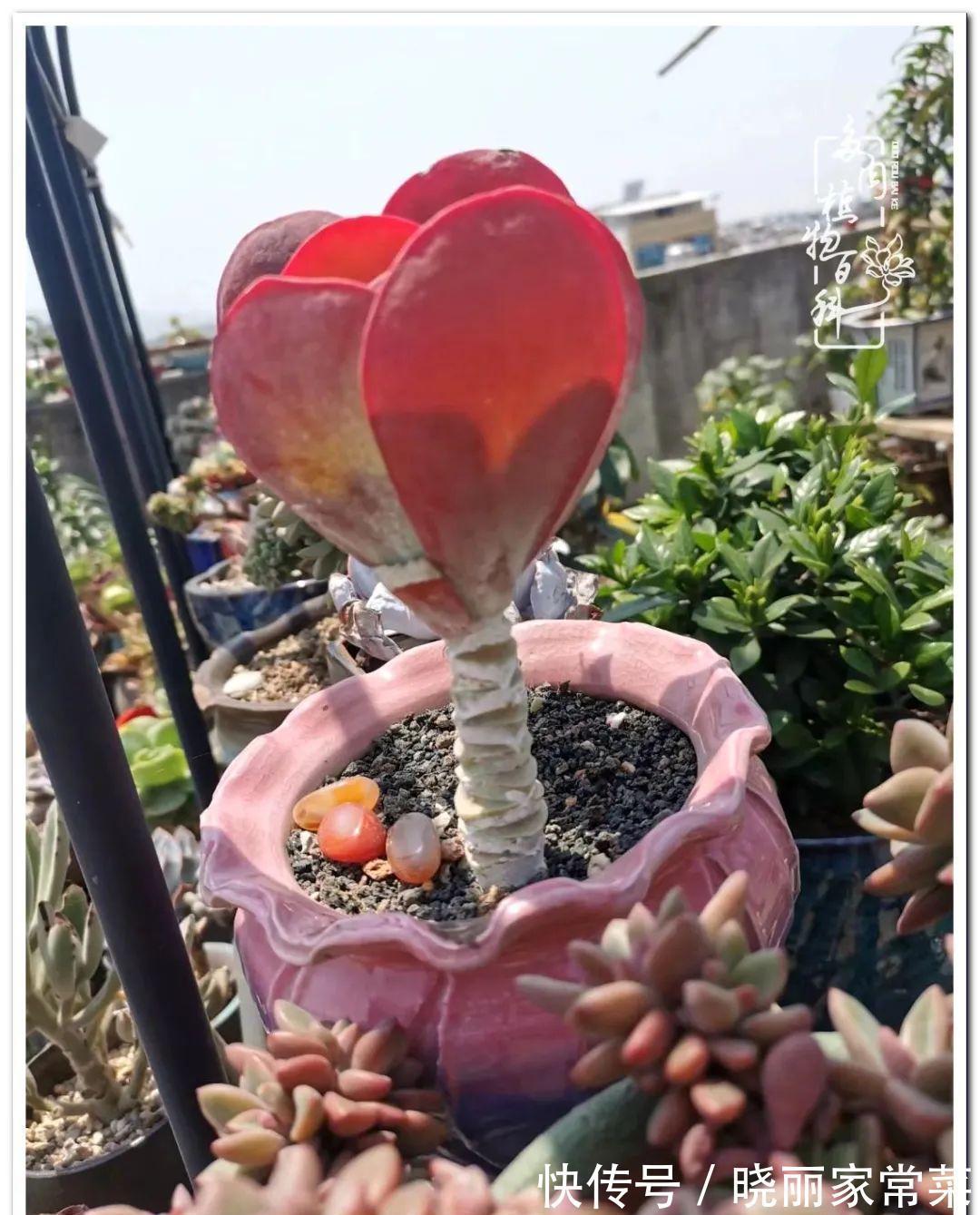 百科|多肉之路,让我沉醉,浮世三千,有肉就欢!