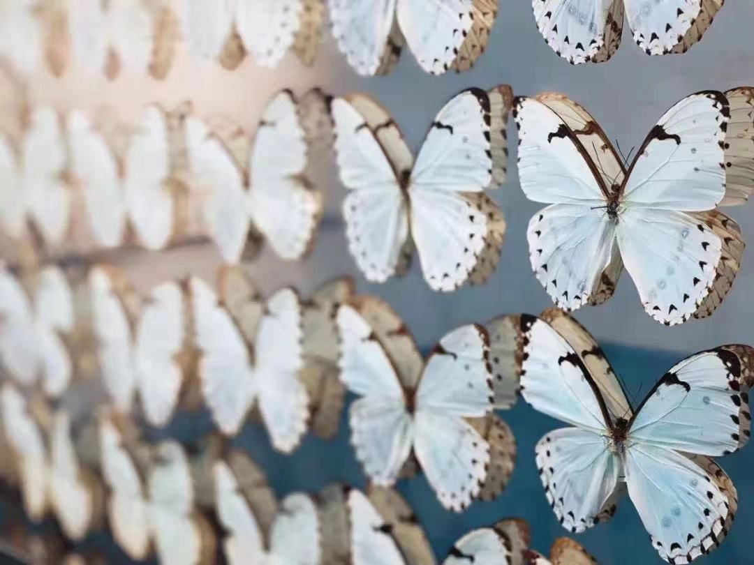 达明安·！忘了草间弥生吧，他才是波点鼻祖！达明安·赫斯特多达10件代表作在进博会集结呈现